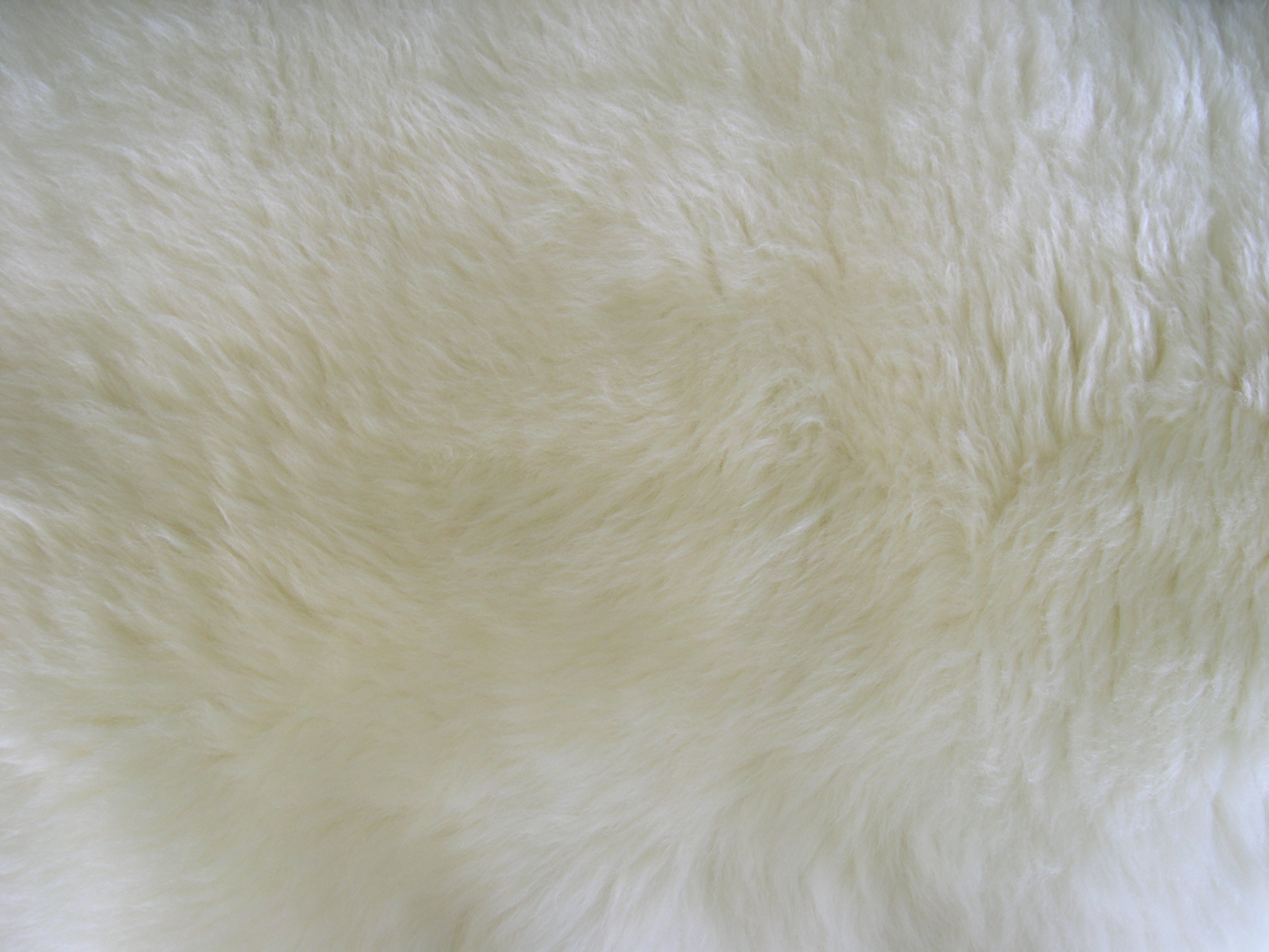 Harbourfront Lakeshore Toronto Cat sitting