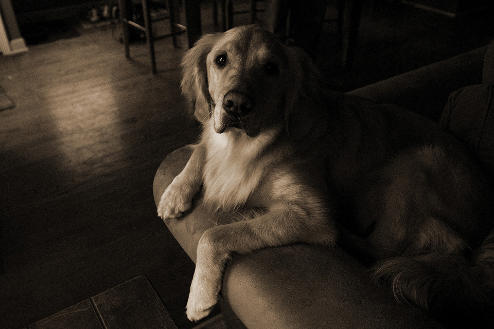 Riverdale Cabbagetown Toronto Pet Sitters Flying duchess