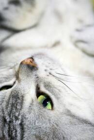 Kensington Market Toronto Pet Sitters