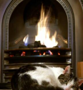 City Place Toronto and Harbourfront Cat Sitters